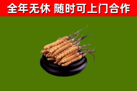 平山县回收散虫草