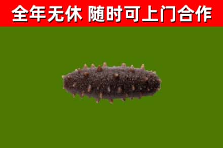 平山县回收海参干